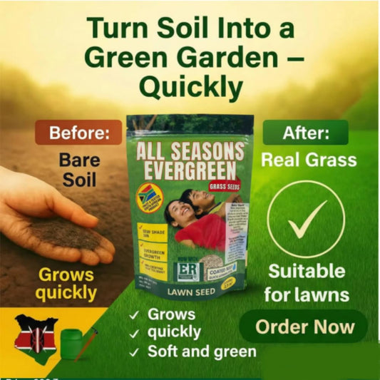 All Seasons Evergreen Grass Seeds