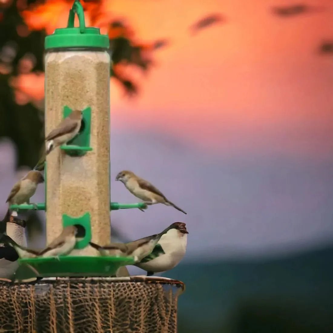 Durable Hanging Bird Feeder for Outdoor Use